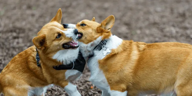 Puppy Selection