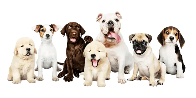 Dogs Group