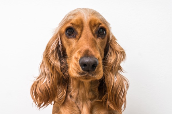Breed selection advice example 11