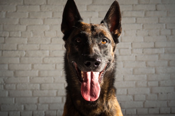 Breed selection advice example 15
