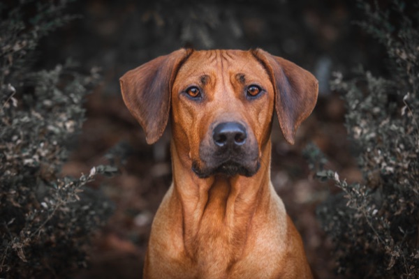 Breed selection advice example 17