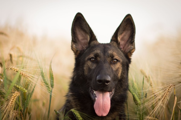 Breed selection advice example 5