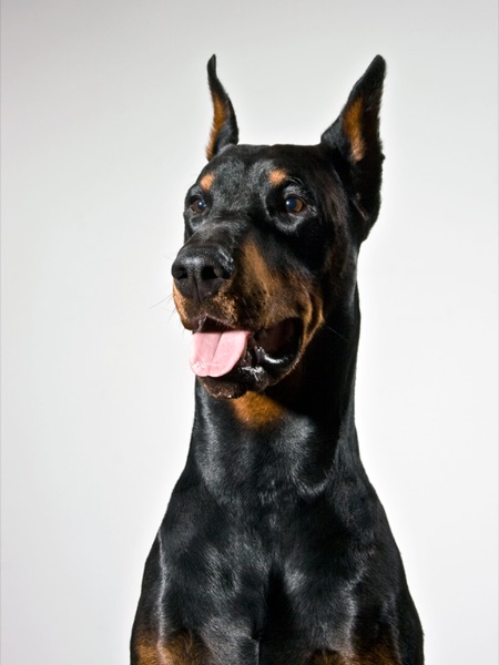 Breed selection advice example 8