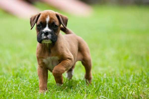 Puppy selection advice example 1