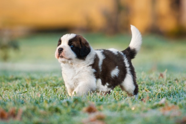 Puppy selection advice example 2
