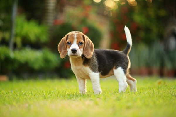 Puppy selection advice example 3
