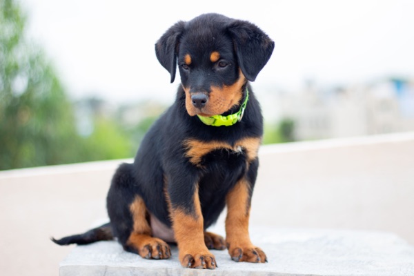Puppy selection advice example 4