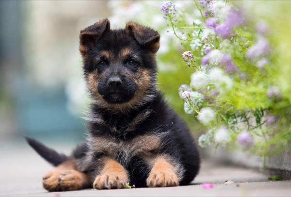Puppy selection advice example 7
