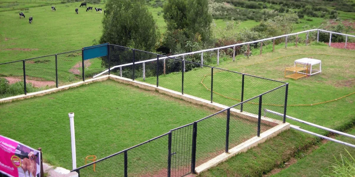 Dog training and boarding facility in Ooty - Greenfields and Golden Farms Kennel