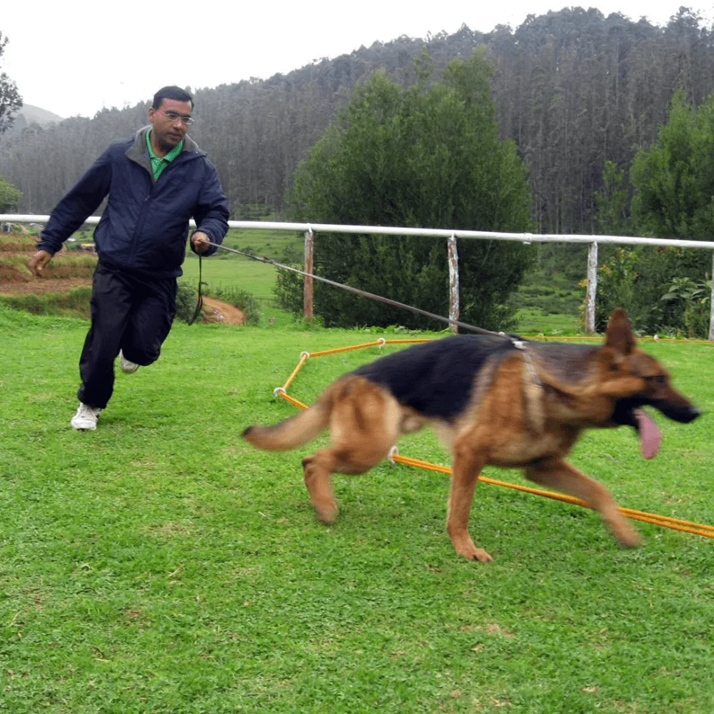 Safe and clean dog boarding facilities in Nilgiris