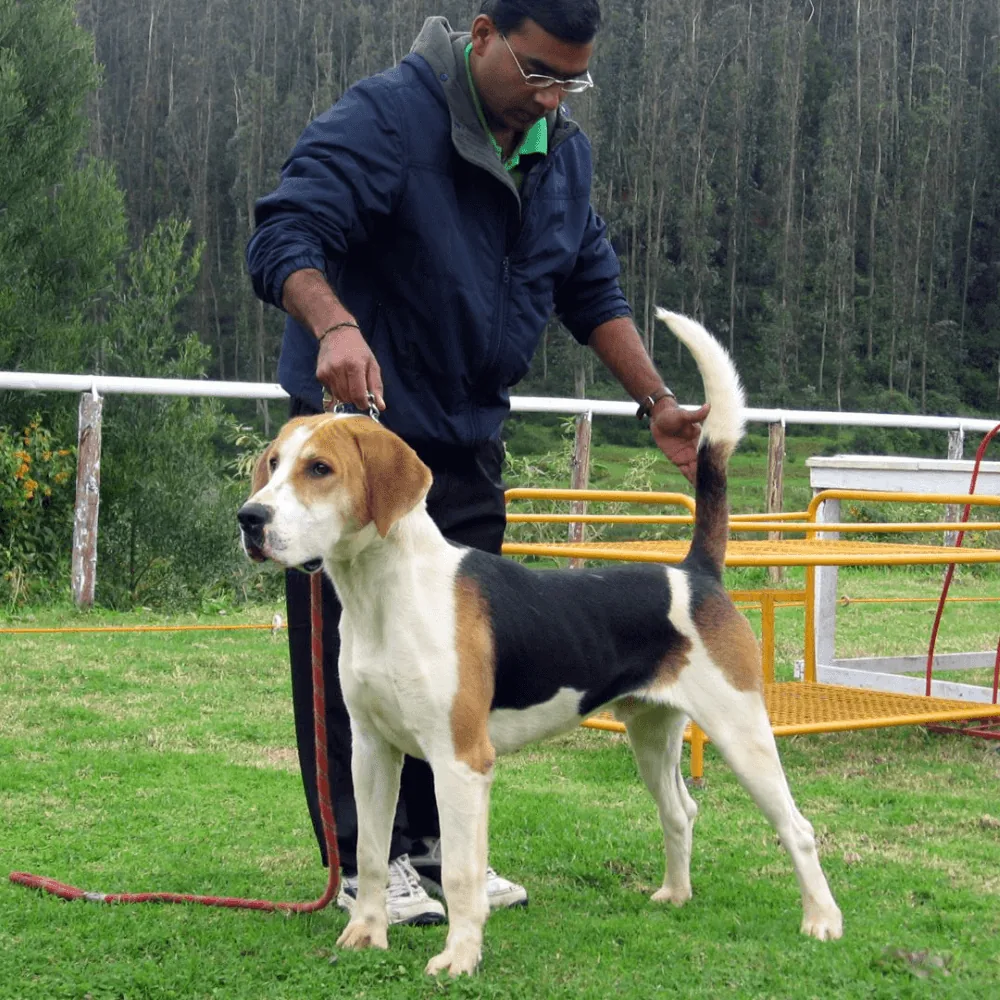 Premium dog care facility in Ootacamund